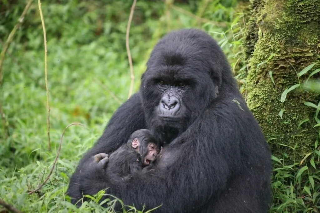 Mountain Gorilla Trekking Costs Explained