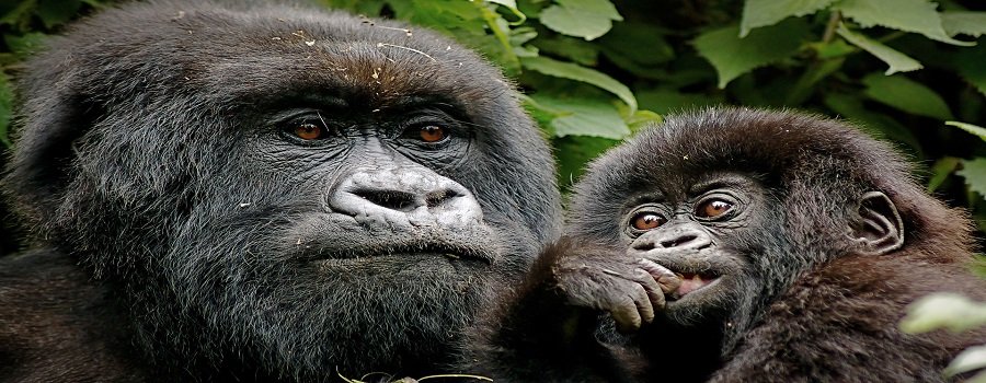 Gorilla Trekking Permit Costs in