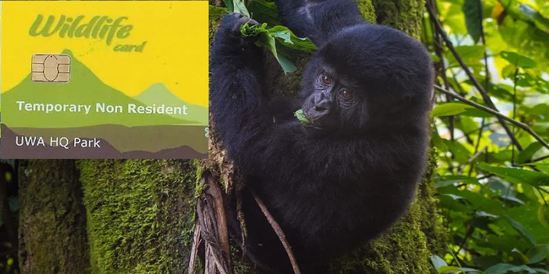 For the 2027–2030 period, Uganda’s gorilla trekking permit is expected to remain one of the most affordable options compared to neighboring destinations. The current standard gorilla trekking permit price is US$800 per person,