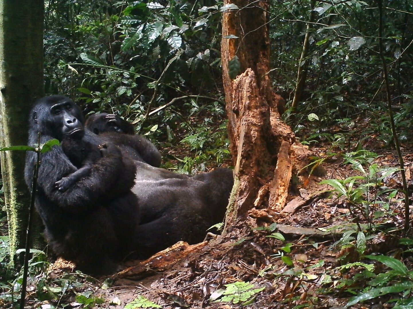 Safe Gorilla Trekking Procedures During Ebola Preparedness