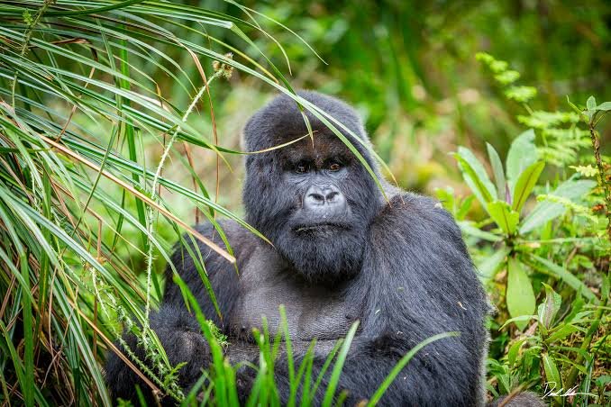 Gorilla Trekking Safety Measures During Ebola Preparedness Periods