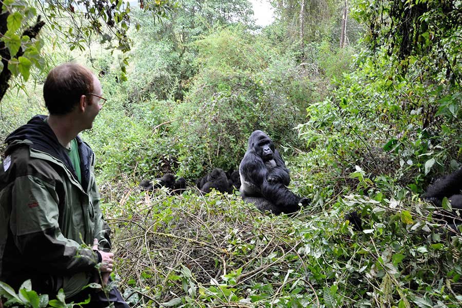Gorilla Trekking Safety Measures During Ebola Preparedness Periods