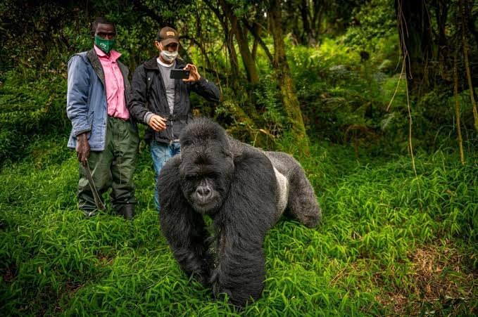 Gorilla Trekking Tips for Beginners