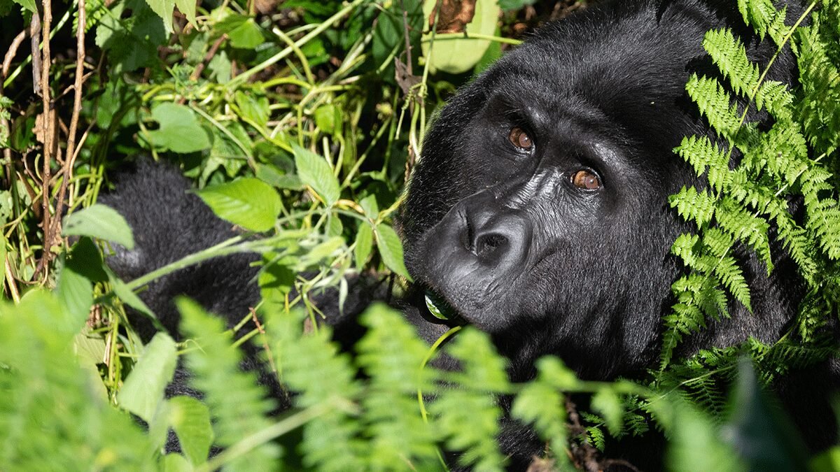 Uganda Gorilla Trekking from Kigali Cost
