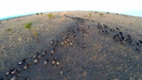 Gorilla Trekking and Drone Restrictions in Uganda