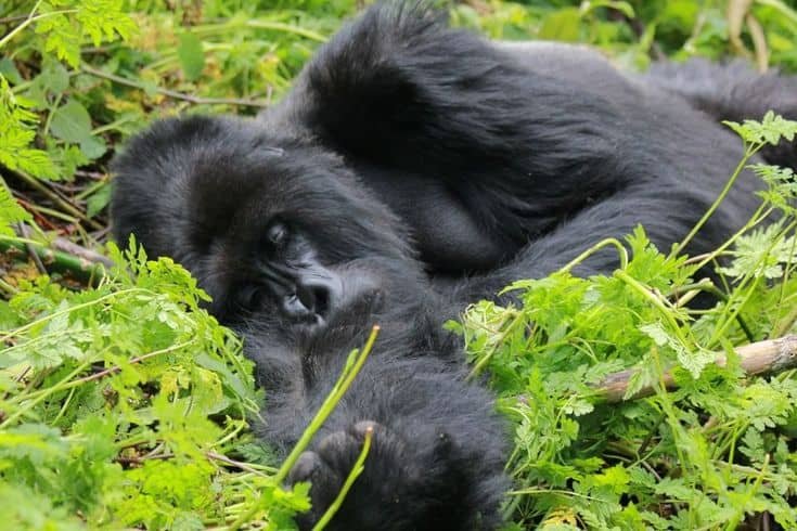 Gorilla Trekking Drone Policy Uganda Safari Adventure