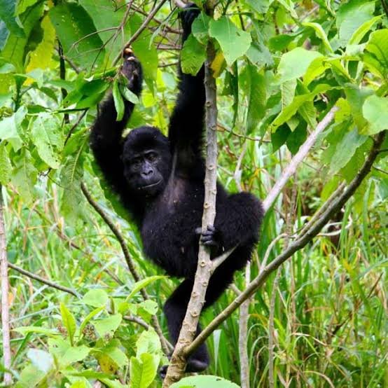 Family Gorilla Trekking with Children