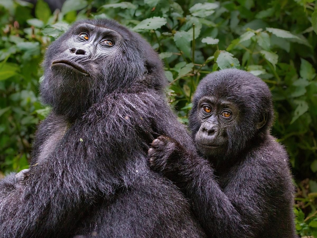Gorilla Habituation Experience Rules and Requirements