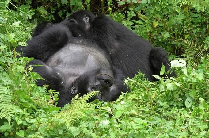 Rwanda Gorilla Habituation Experience Tourism