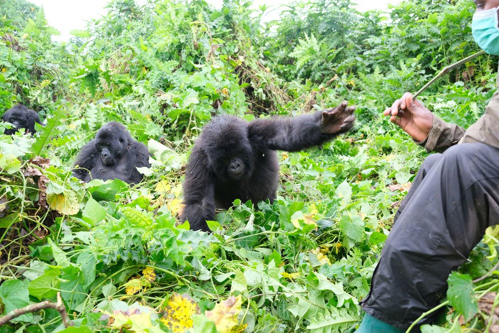 Habituation Experiences in Rwanda