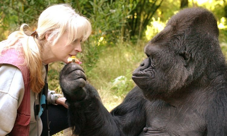 Habituation Experiences in Uganda