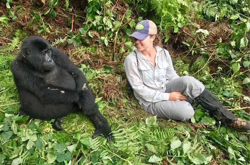 Gorilla Habituation Experiences in Uganda