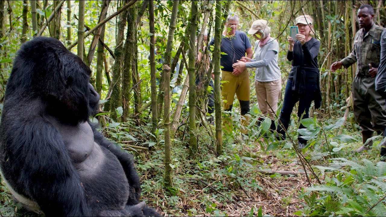 Support Porters for Gorilla Trekking in Rwanda Safari