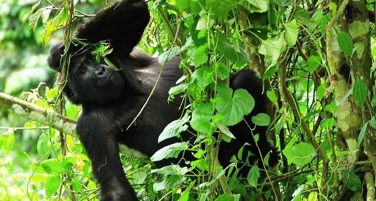 Hungarian Speaking Guides on Uganda and Rwanda Safari supporting Uganda gorilla trekking in Bwindi Impenetrable National Park