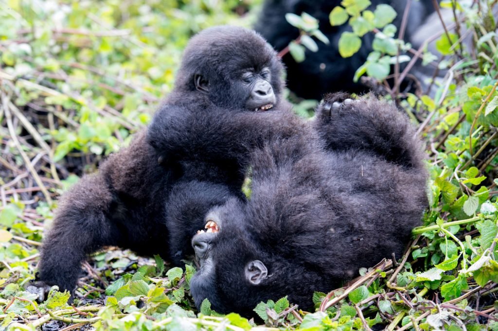 Baby and Juvenile Gorillas Behaviour in the Wild