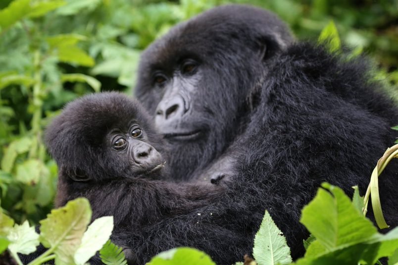 Observing Baby and Juvenile Gorillas During Trekking