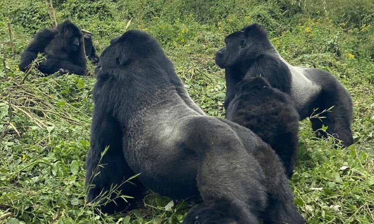 Italian Speaking Guides on Uganda and Rwanda Safari