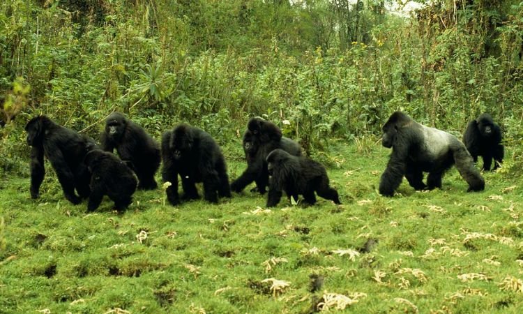 How High Are the Chances of Seeing Gorillas During a Trek
