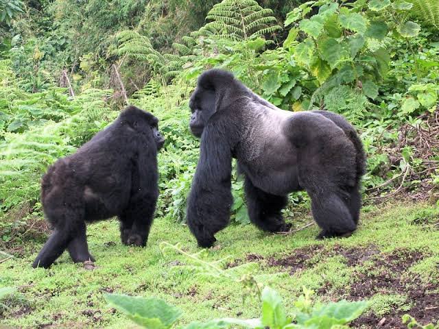 Korean Speaking Guides on Uganda and Rwanda Safari Explaining Gorilla Sightings and Trek Expectations