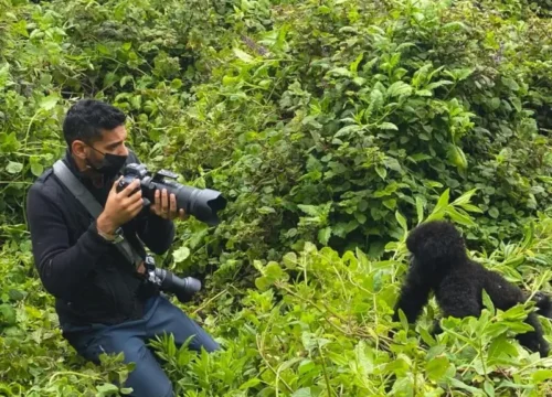 8 Days Rwanda Primate Photography Safari