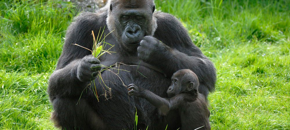 Kahuzi-Biega National Park is famous for protecting easter