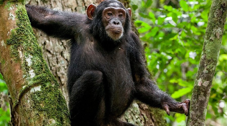 Kalinzu Forest Chimpanzee Trekking Experience
