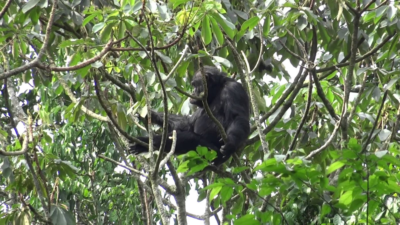 Kalinzu Forest Chimpanzees
