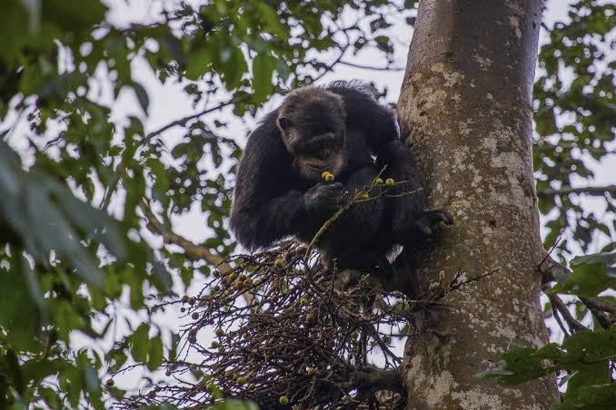 Chimpanzees in Kalinzu Forest Uganda