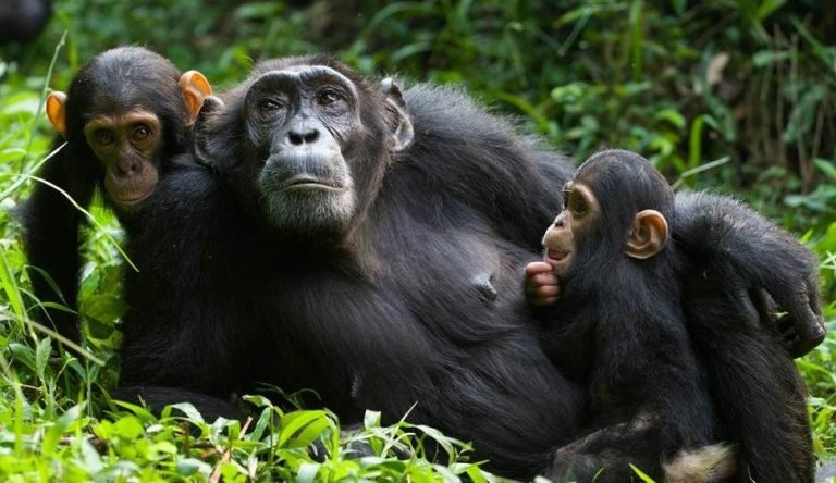 Kalinzu Forest Authentic Chimpanzee Experience for Families