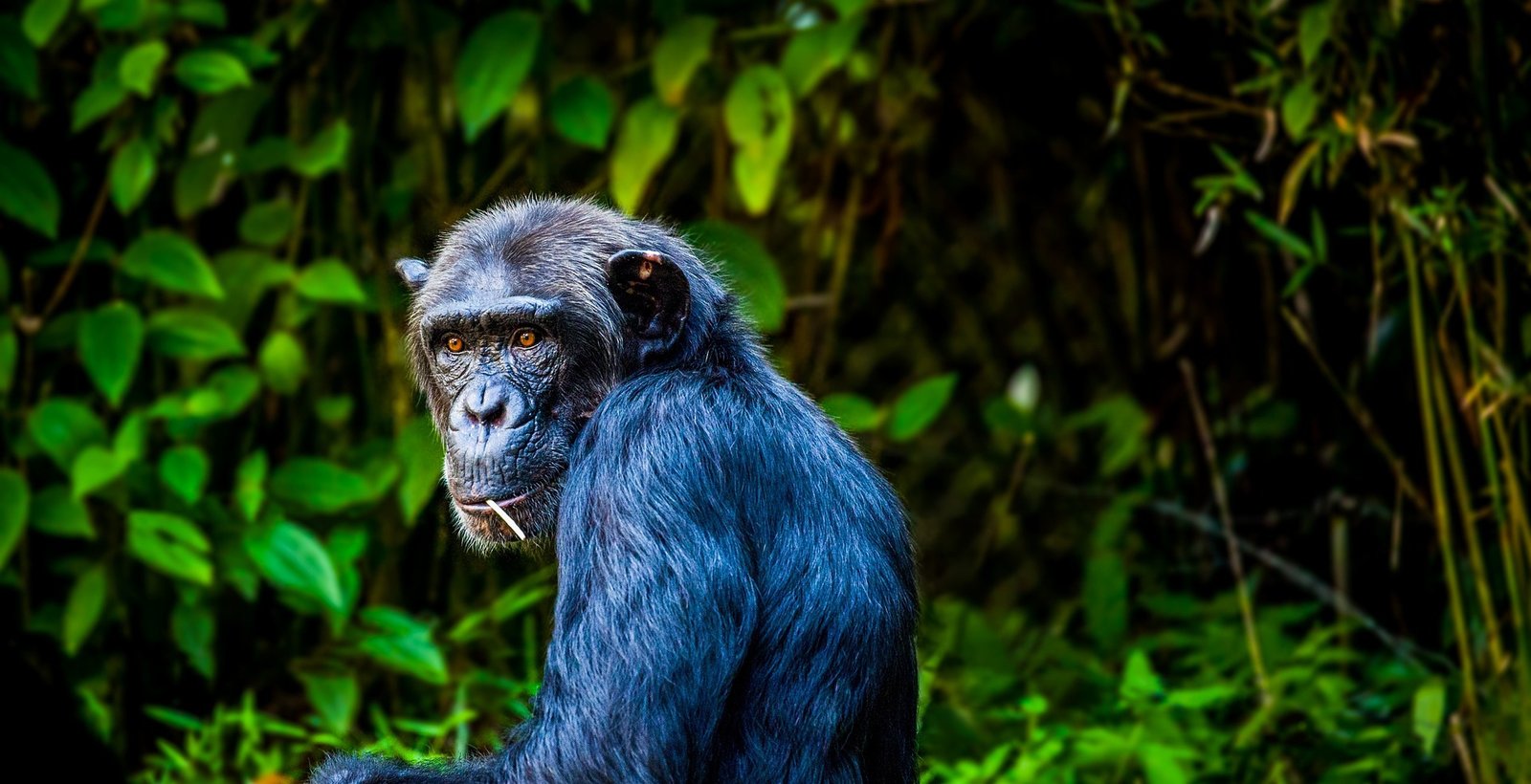 Kibale Forest National Park is Uganda’s most famous chimpanzee destination and is often considered