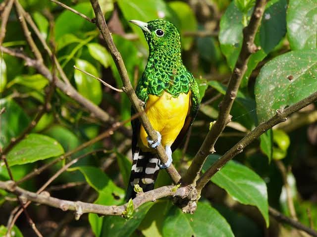 Kibale Forest National Park