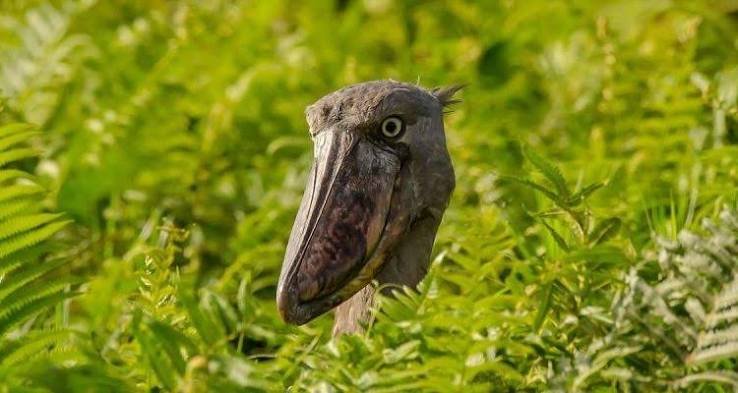 Kibale Forest National Park Wildlife Experience