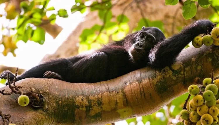 Kibale vs Budongo Chimpanzees in Uganda