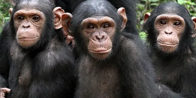 Kibale vs Budongo Chimpanzee Experience Comparison