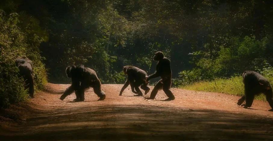 Kibale Forest and Budongo Forest Chimpanzee Trekking