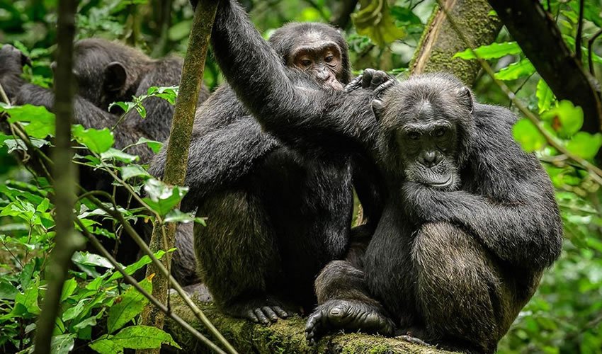 The park is home to various wildlife species, including primates, forest birds, and other rainforest animals. Visitors can enjoy guided forest walks, birdwatching experiences, and 