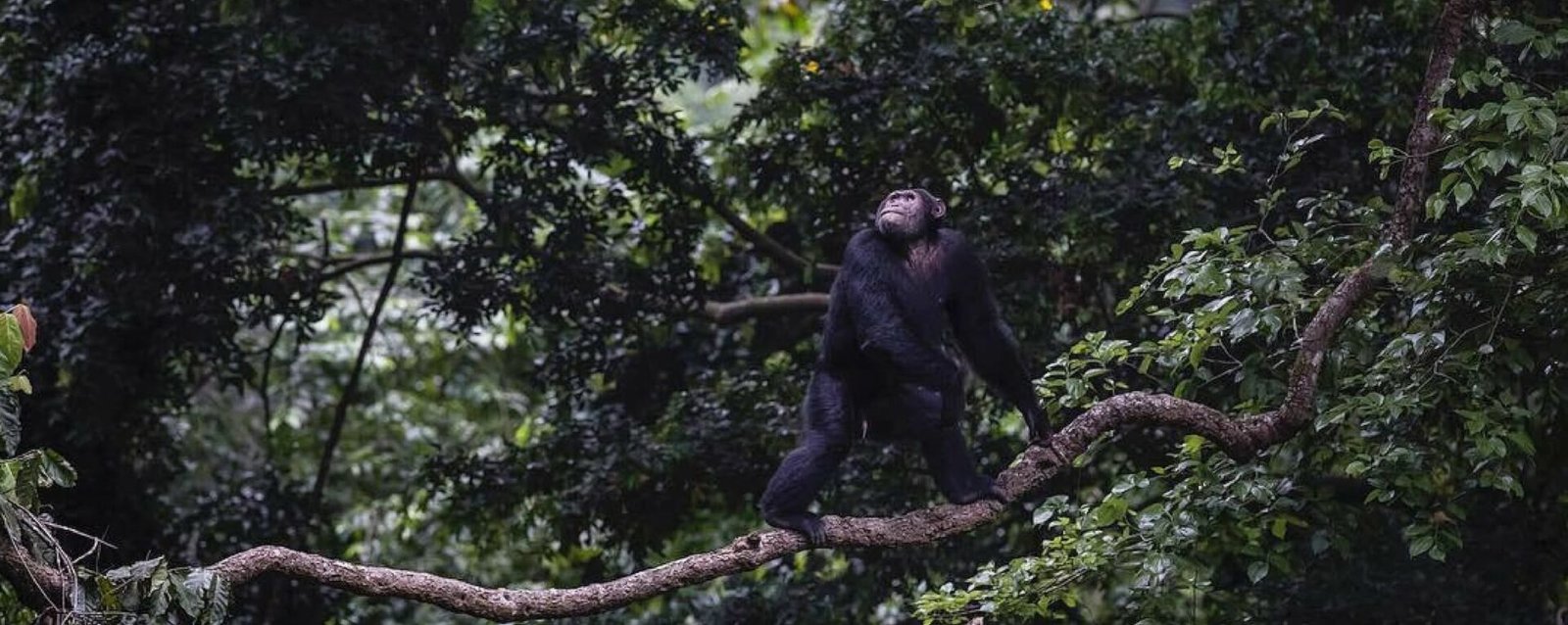Kyambura Gorge Unique Chimpanzee Experience for Families
