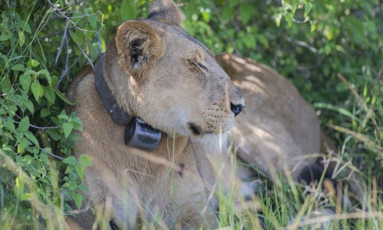 Queen Elizabeth National Park Lion Tracking Safari Adventure