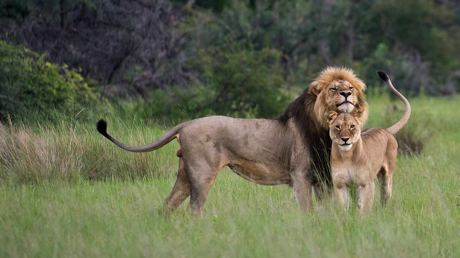 Lion Tracking Experience in Queen Elizabeth National Park Uganda