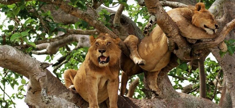 Lion Tracking in Queen Elizabeth National Park Uganda