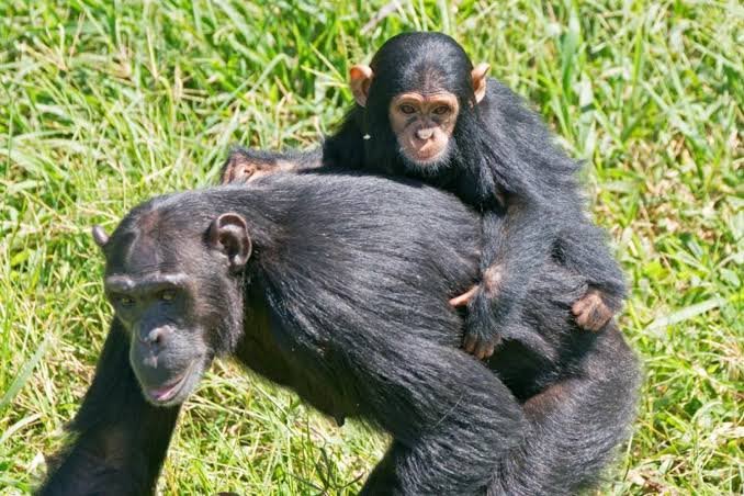 Luxury Chimpanzee Safaris