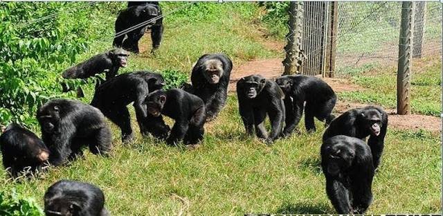 Luxury chimpanzee safaris are also ideal for families and private groups who