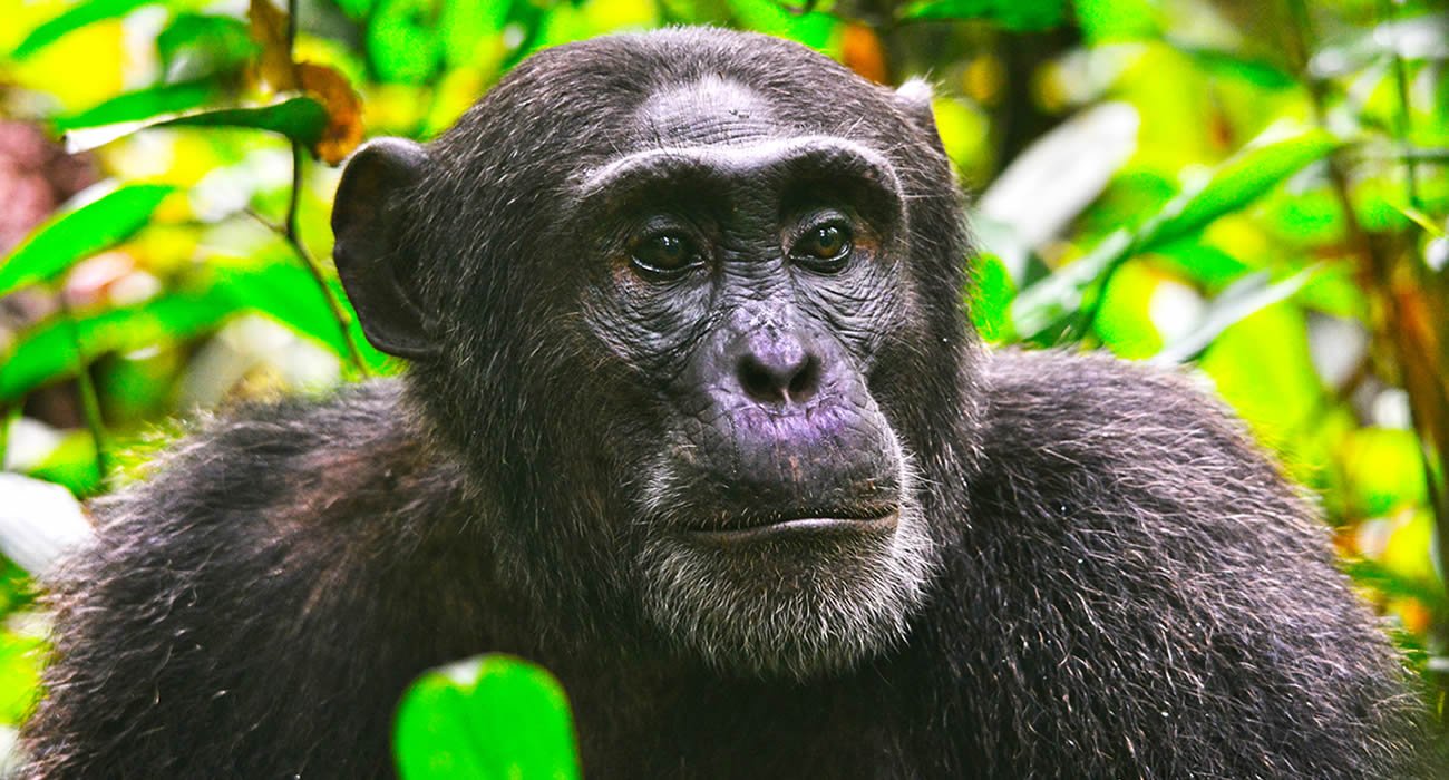Luxury Chimpanzee Safaris in Kibale Forest National Park
