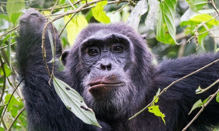 Luxury Chimpanzee Safaris in Uganda