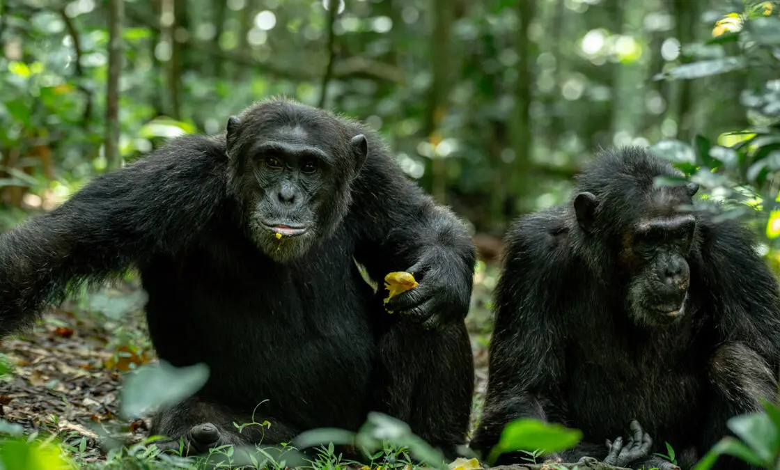 Luxury Chimpanzee Safari Experience