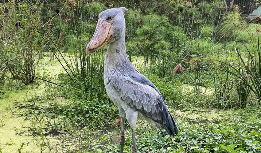 Mabamba-Swamp-Nextgen-Safaris - Copy