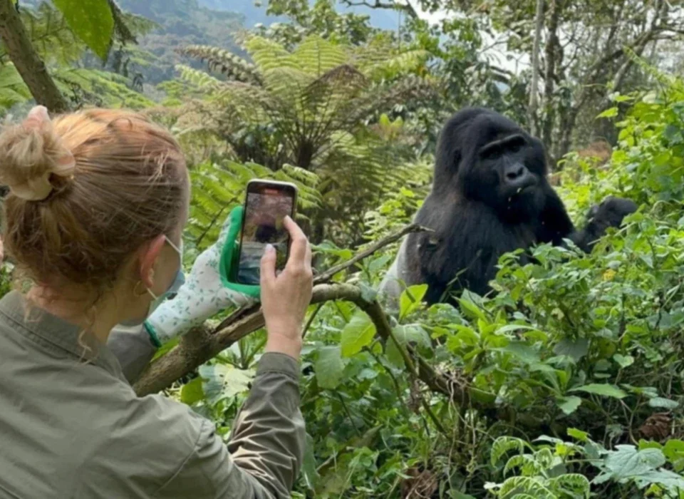 Mountain Gorilla Trekking Safety Measures Uganda and Rwanda