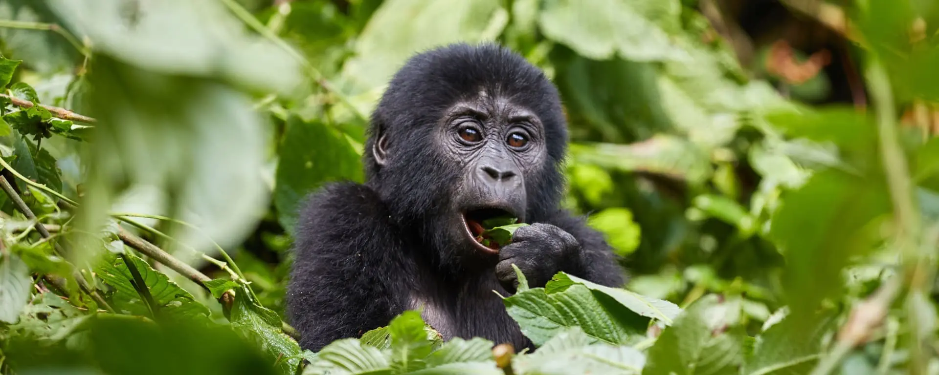 Mgahinga Gorilla Trekking from Kigali Uganda
