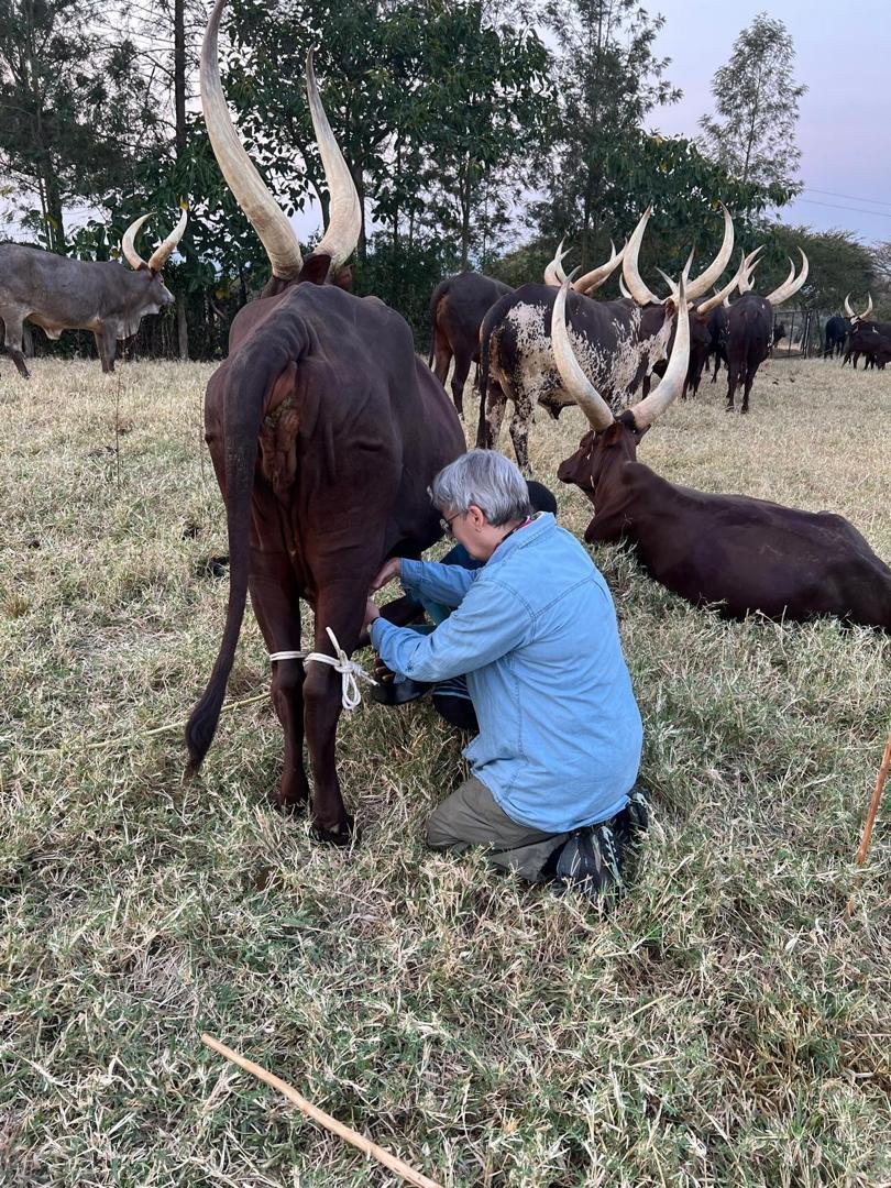 Milk Production of Ankole Cattle in Uganda