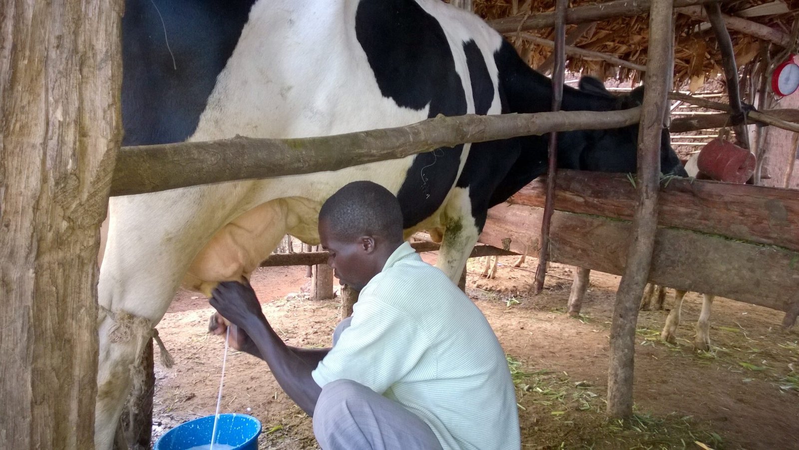 Traditional Milk Production from Ankole Cattle Uganda